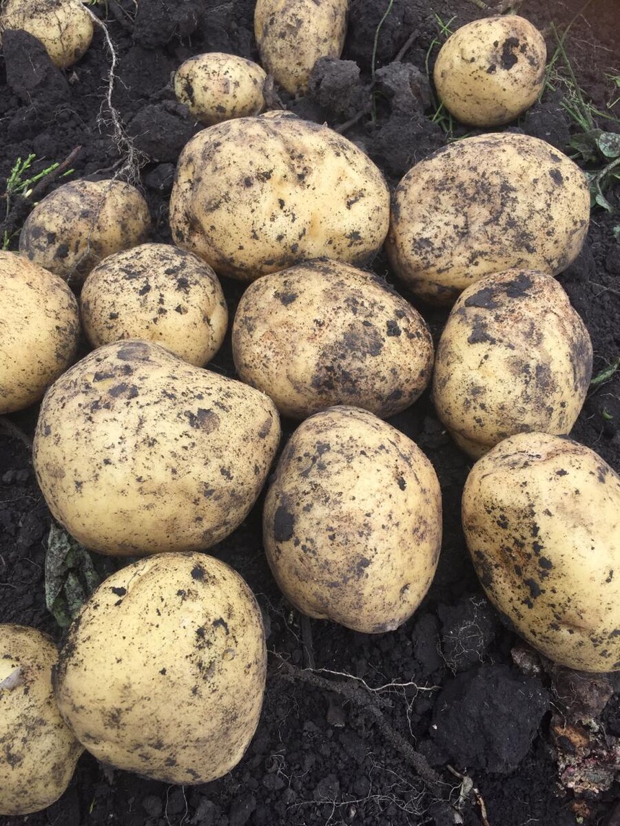 Хозяйственно Ботанические сорта картофеля