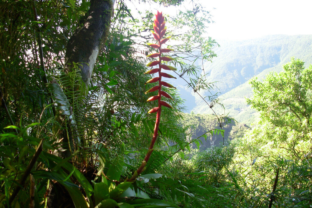 Вриезия в дикой природе
