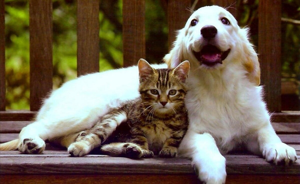 Фото Яндекс Картинки.