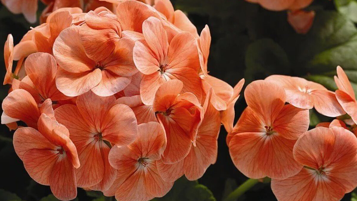 Зональные пеларгонии