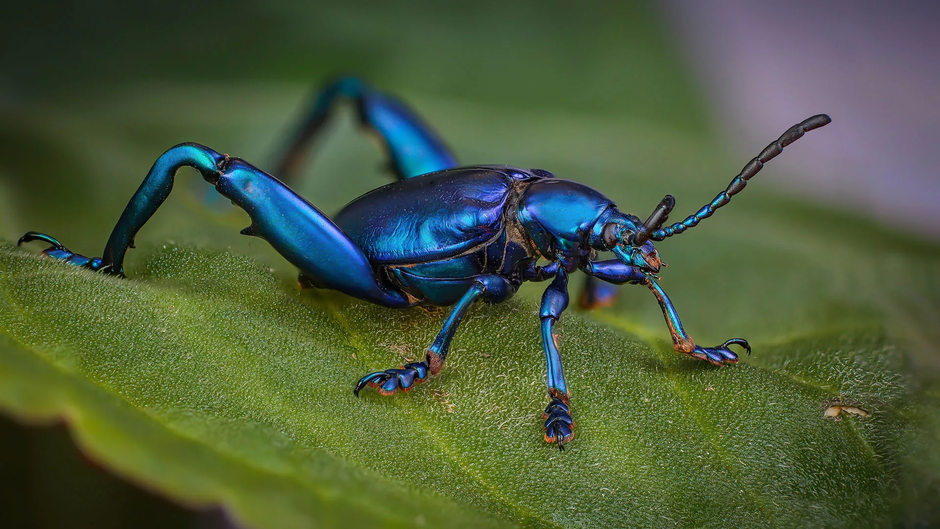 Blue beetle. Жук Синекрылка. Жук Sagra. Жук-лягушка Sagra buqueti. Жук хамелеон.