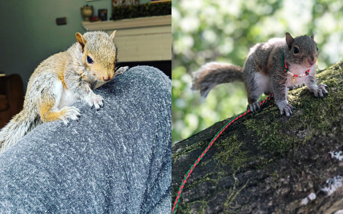 © Instagram / stevethegraysquirrel