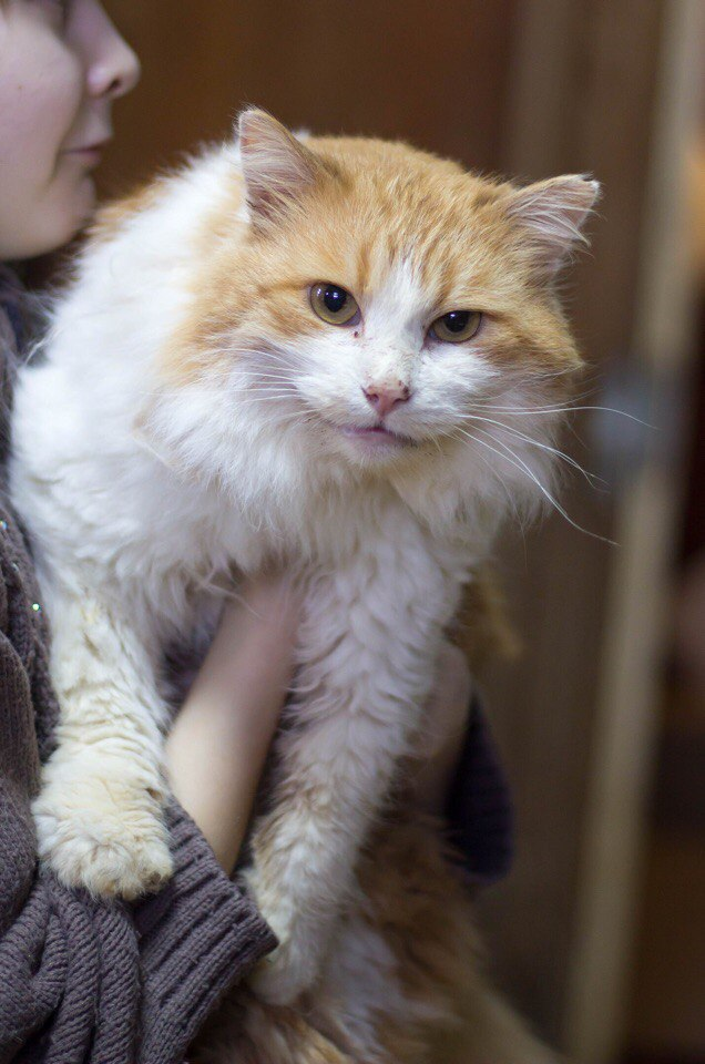 Лучик уезжает домой) 