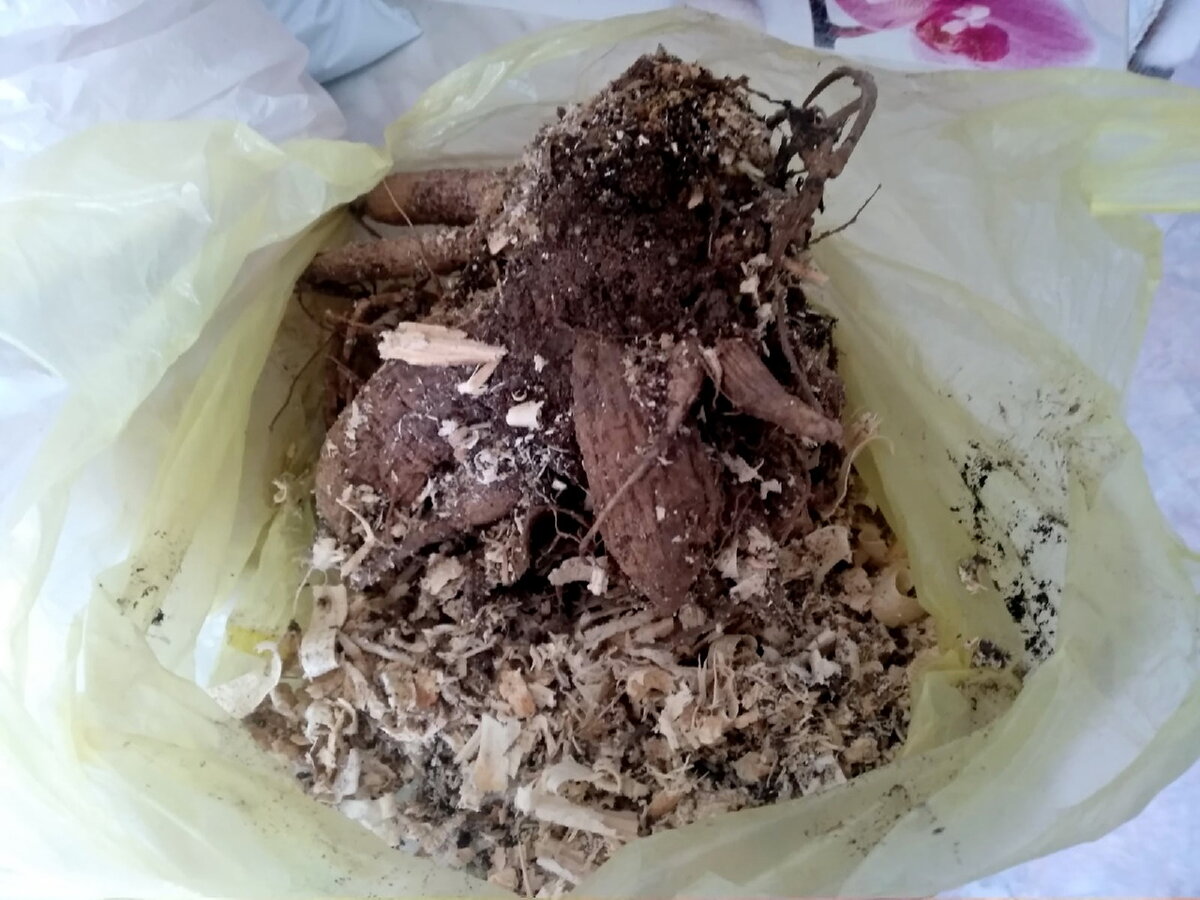 Клубни после хранения зимой