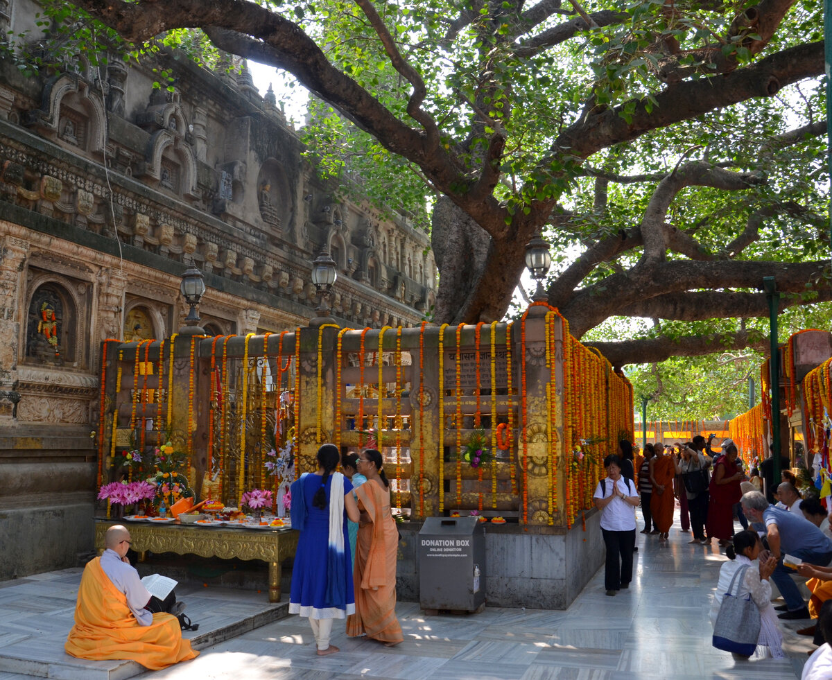 Вот это дерево Бодхи, которое растёт на том самом месте, где Будда обрёл просветление. #Фото автора.