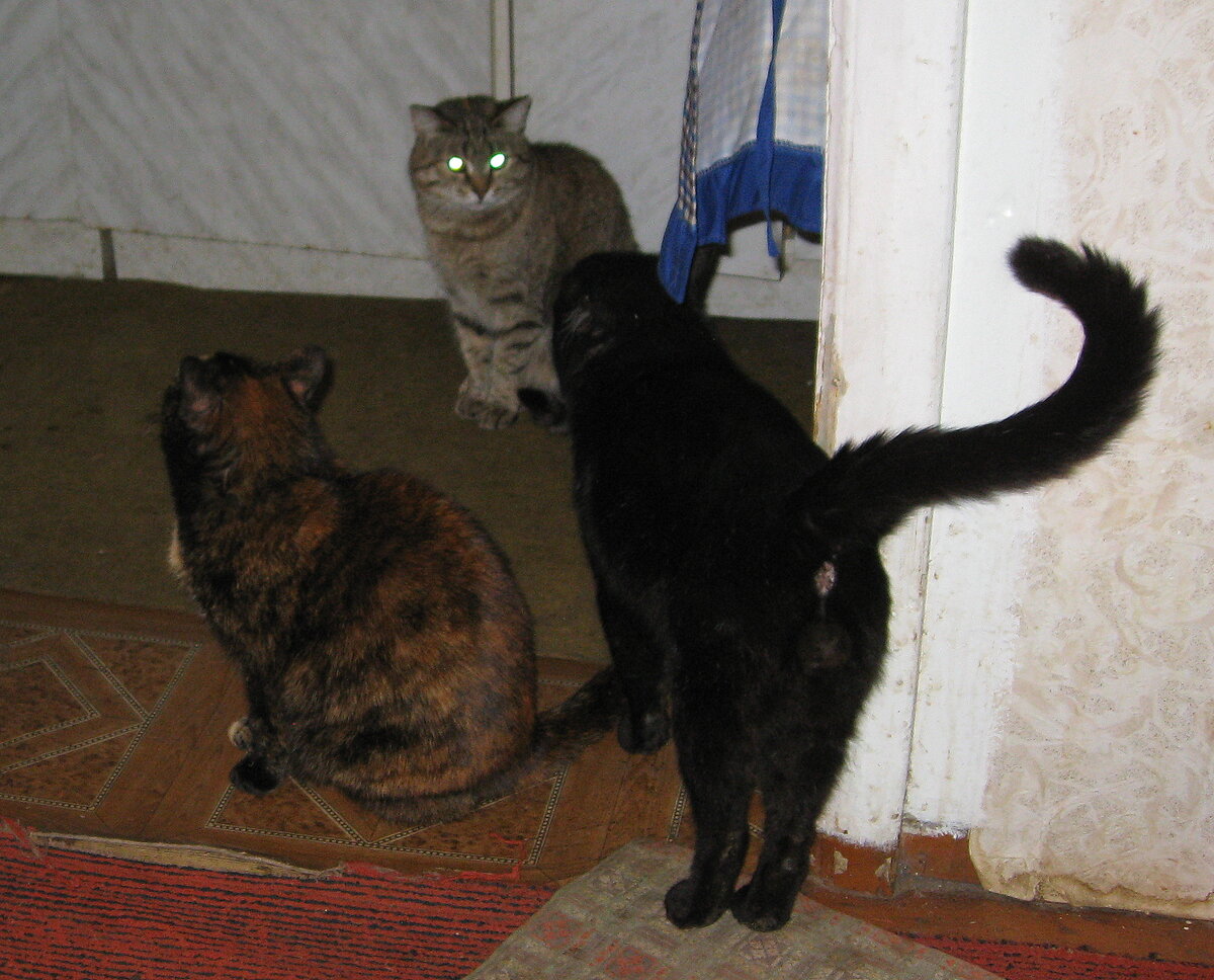 Масяня, Лукерья и Суслик. Фото автора