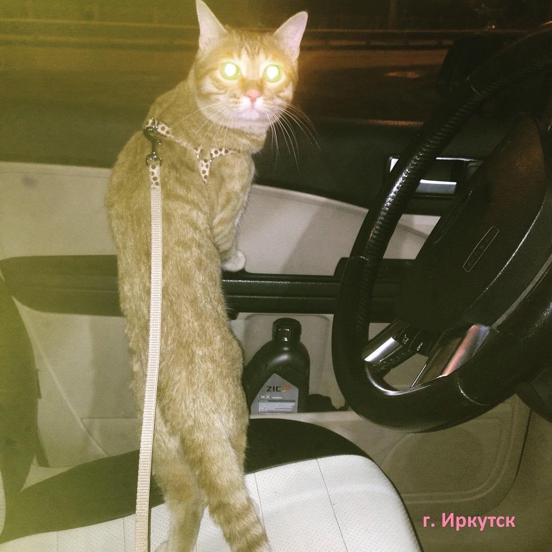 Кот Леопольд. Листайте карусель