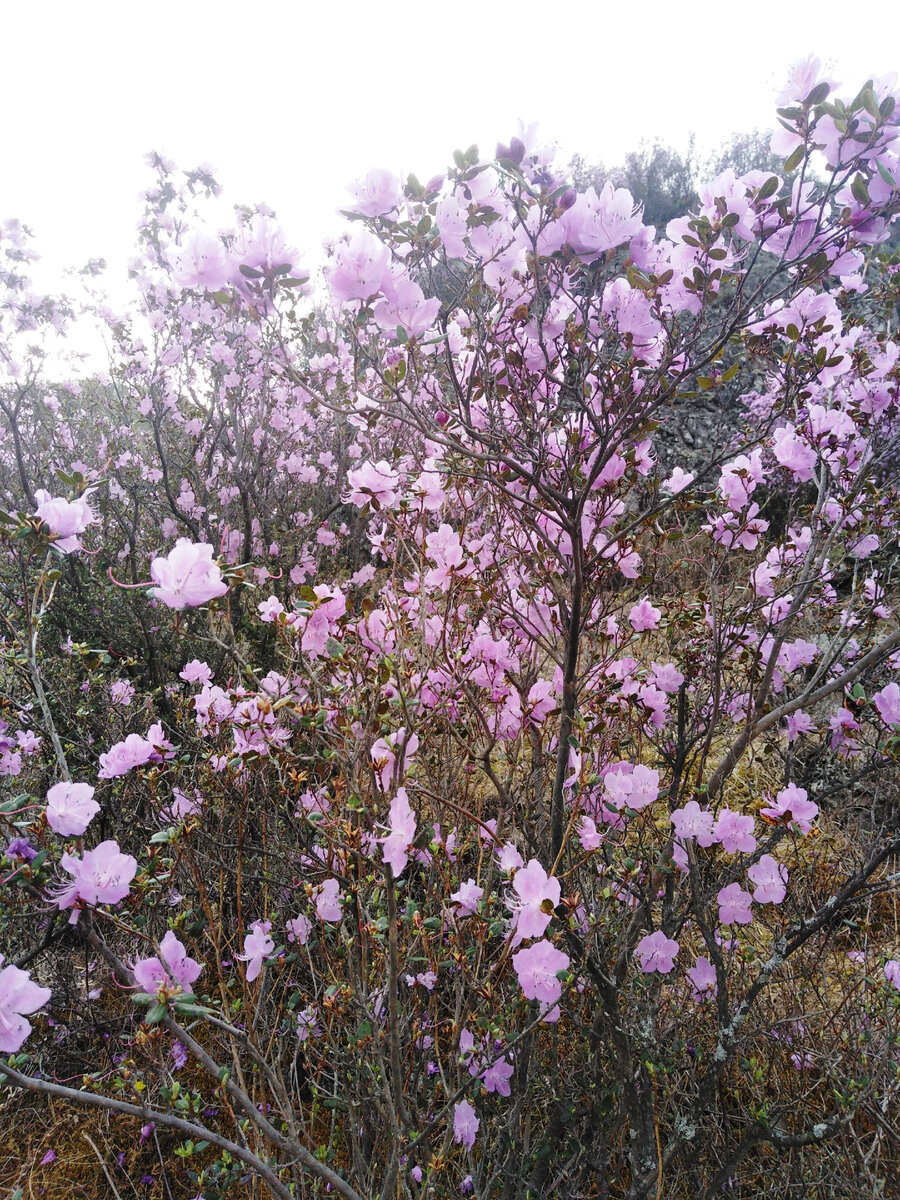 Цветущий маральник. Собственное фото