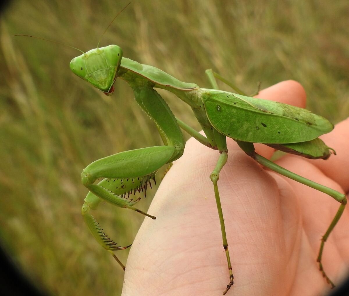 Где находится богомолы. Ischnomantis Gigas богомол. Ромбодера богомол. Земляной богомол. Земляной богомол (Geomantis Larvoides).