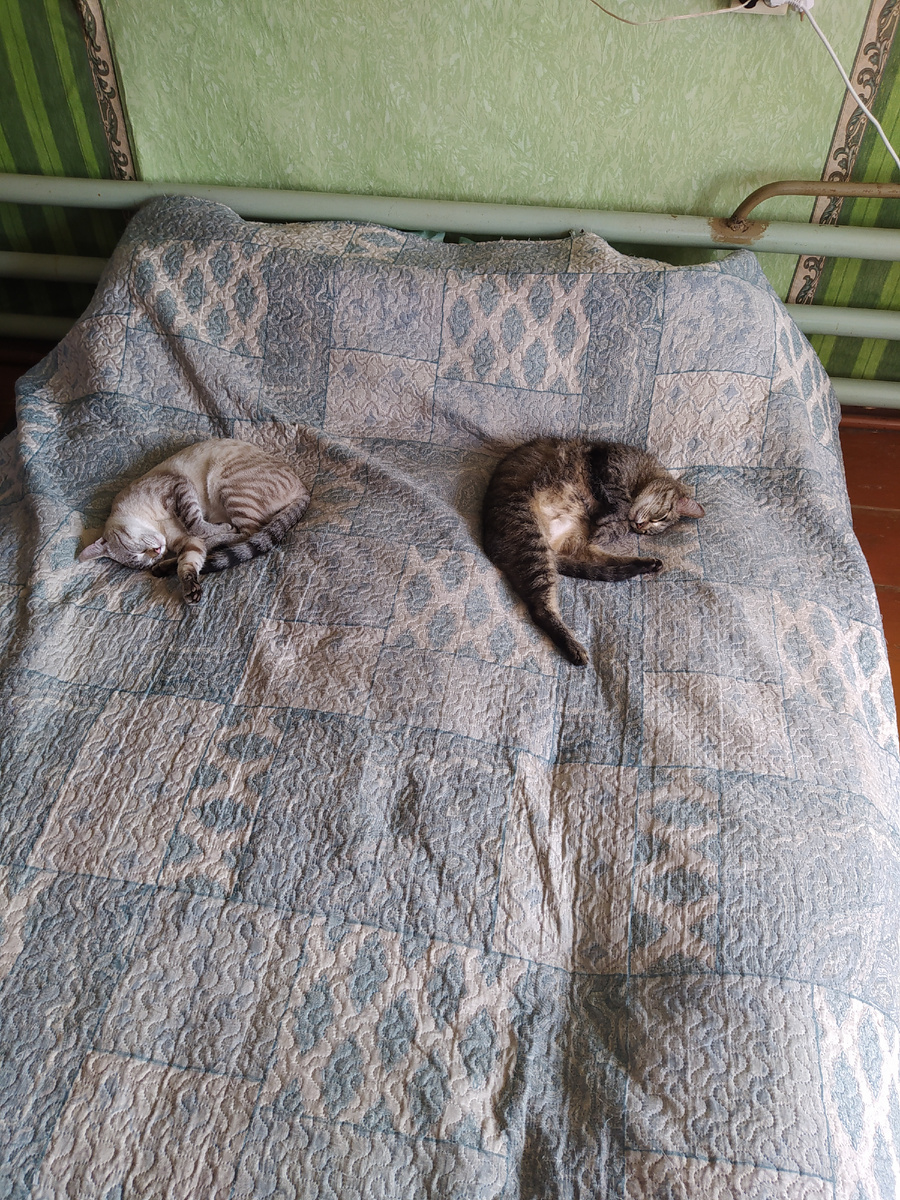 Котики наши к делу не относятся, просто антистресс.