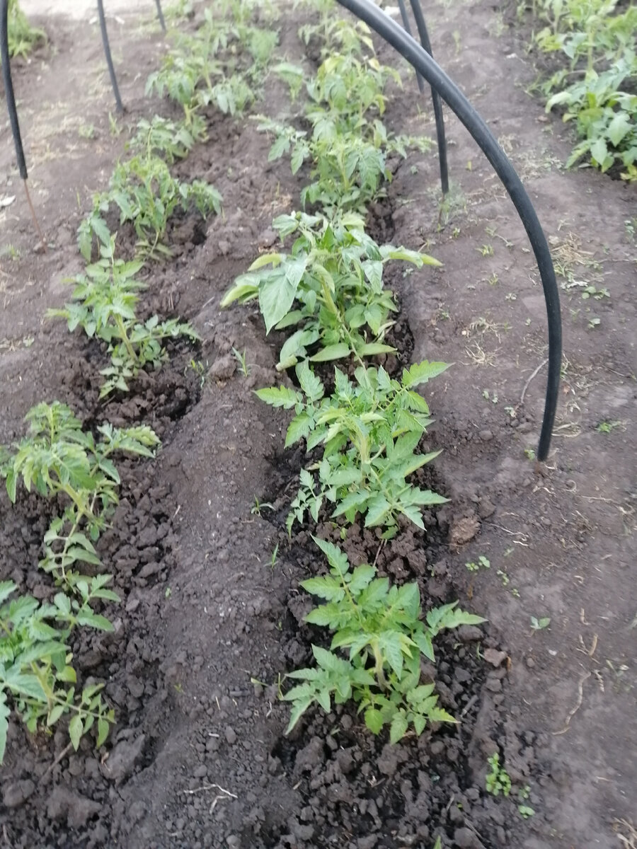 Вот такая рассада у меня на 6 июня. Сорт"Максимка"супердетерминантный не требующий пасынкования и сорт "Джина", тоже не пасынковала.