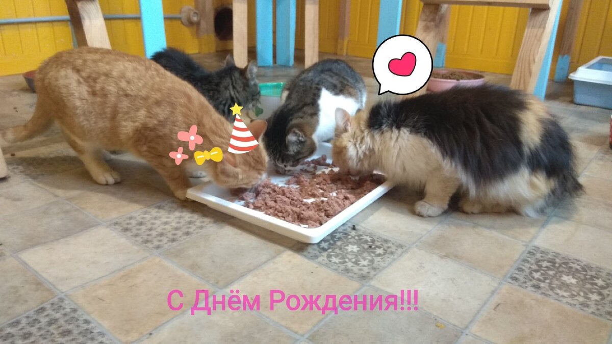У котов тоже праздничный завтрак!