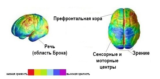 из исследования Пола Томпсона https://www.eurekalert.org/news-releases/556239