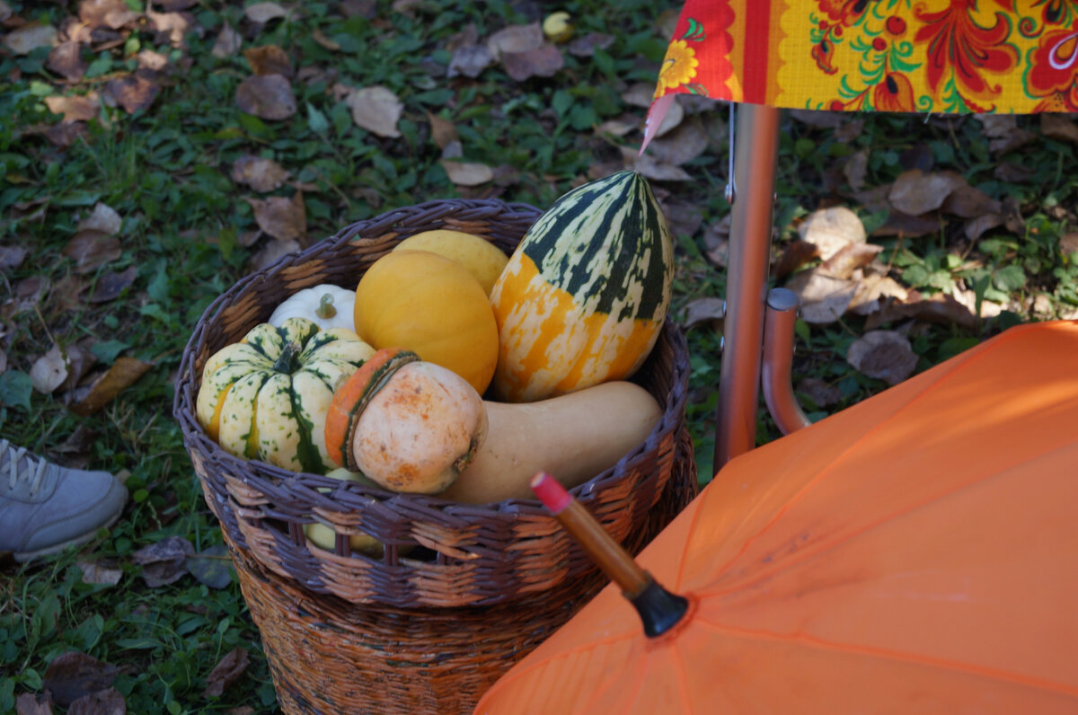 Это мои декоративные тыквы