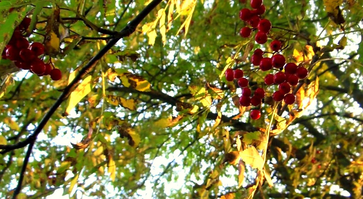 Утренняя рябина (фото автора)