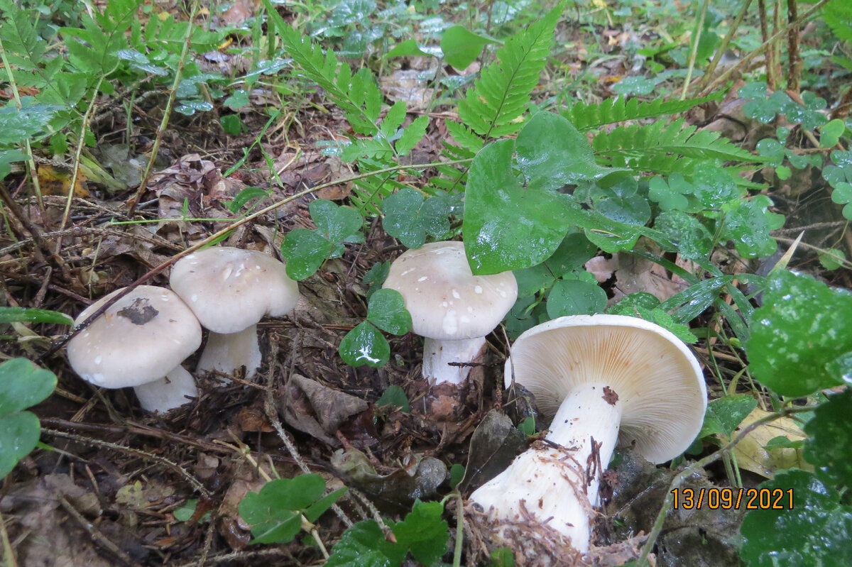 Tricholoma columbetta, Рядовка голубиная