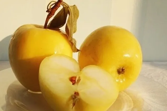 Моченые яблоки с суслом 