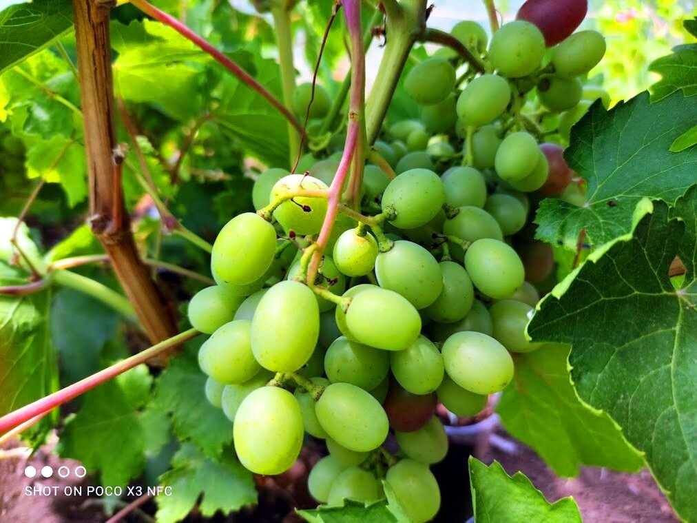 Как правильно заготовить черенки винограда и сохранить их до весны