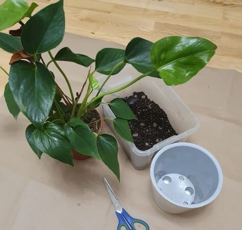 А таким был антуриум сразу с уценки, за 150 рублей