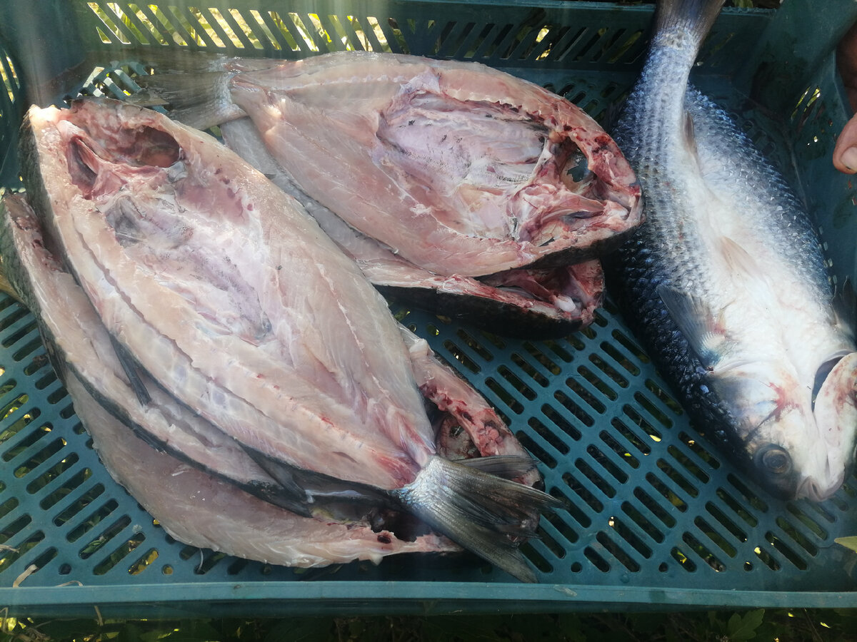 Будущие какачи!