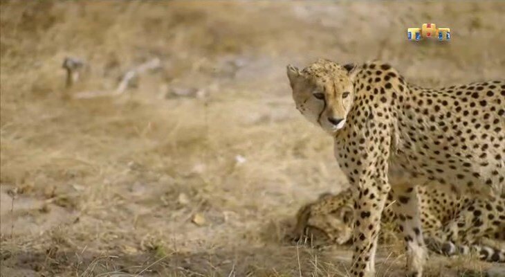 Кадры из саванны. Гепарды