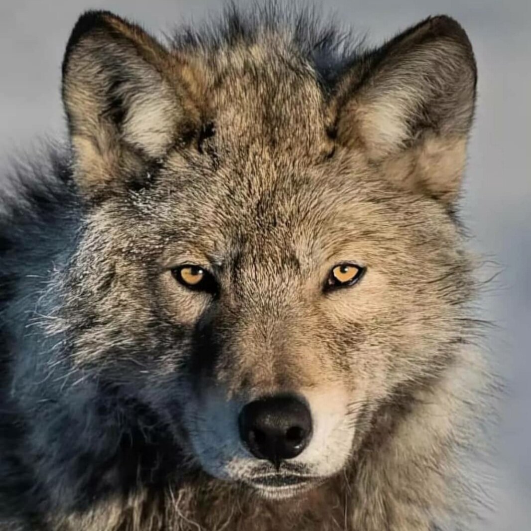 Волк - животное умное и умеет помнить добро, за фото спасибо @wolf.evey