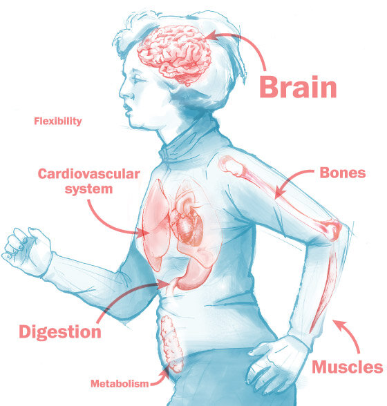 Органы, наиболее подверженные негативными изменениями во время менопаузы