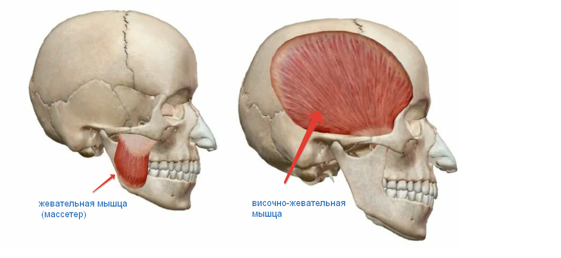 M masseter. Мышцы челюсти анатомия. Ход волокон жевательной мышцы m. Masseter. Жевательные мышцы головы анатомия. Гипертонус височной мышцы.