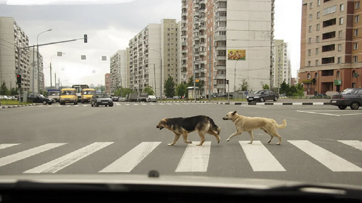 Источник: avatars.mds.yandex.net