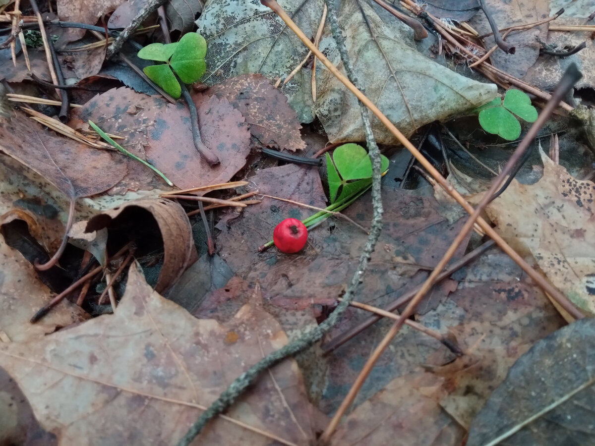 Ягодки, зелень. В октябре. Фото автора. 