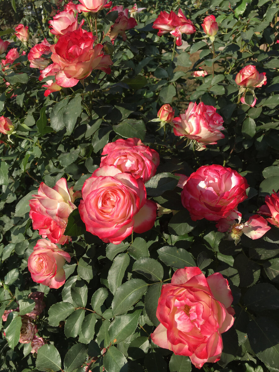 Яркие цветы этой флорибунды привлекают внимание