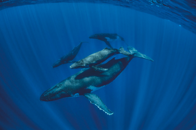 На фото: Неподалеку от островов Кука самку с малышом горбатого кита сопровождают два самца. Фото: Брайан Скерри 