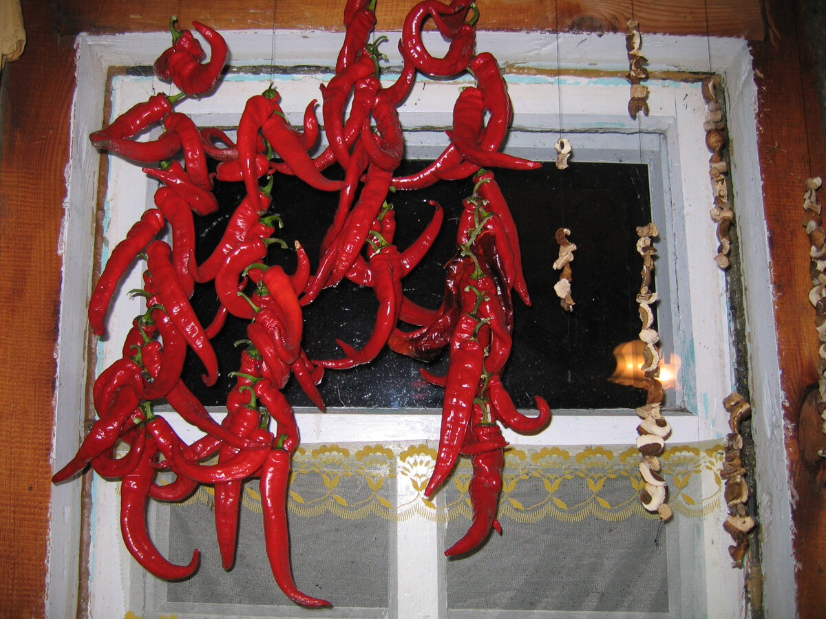 Стручки горького перца сушатся как грибы рядом с грибами на окне моей кухни