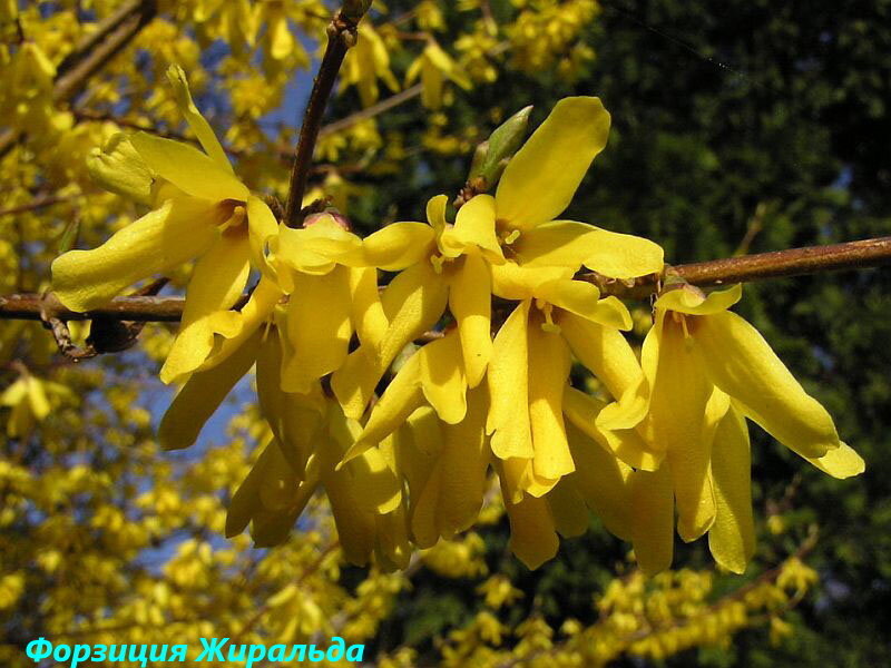 Форзиция. Форзиция джиральда. Форзиция ЖИРАЛЬДА Forsythia giraldiana. Форзиция европейская. Форзиция Альба.