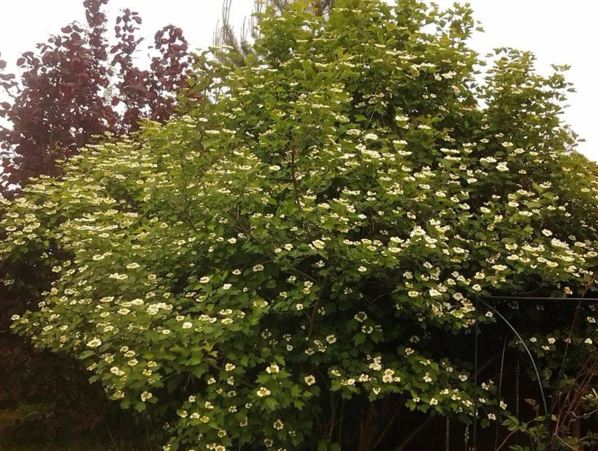 Калина обыкновенная Viburnum opulus