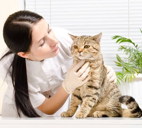 Общий анализ крови у кошек - что означают показатели основных тестов ОАК у  кошек | Лапа помощи | Дзен