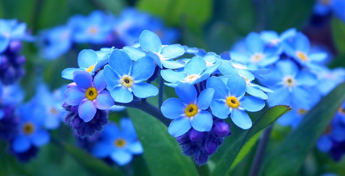 Фото с сайта Pixabay 