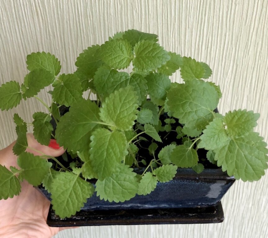 Мелисса на подоконнике