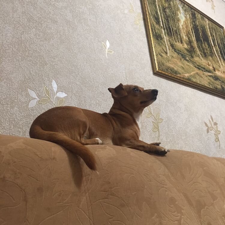 Тимоха