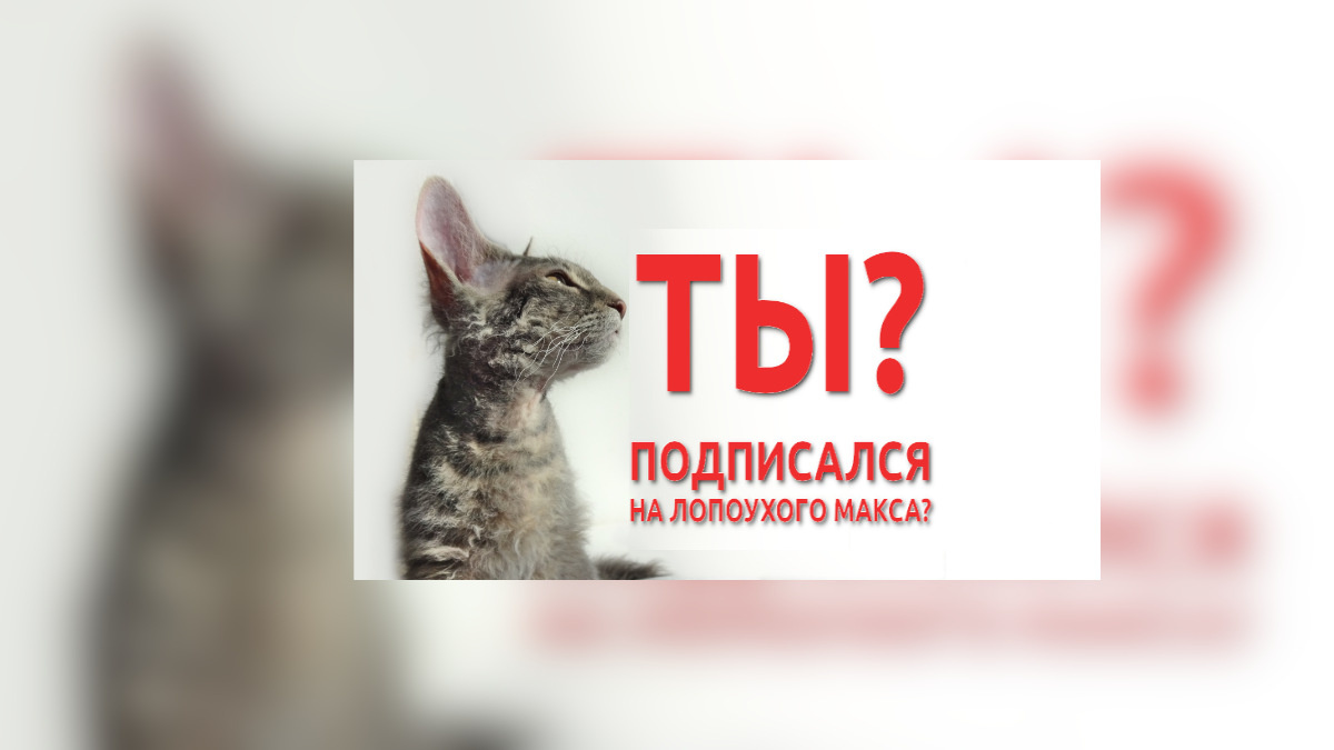 Подпишитесь на Лопоухого Макскса