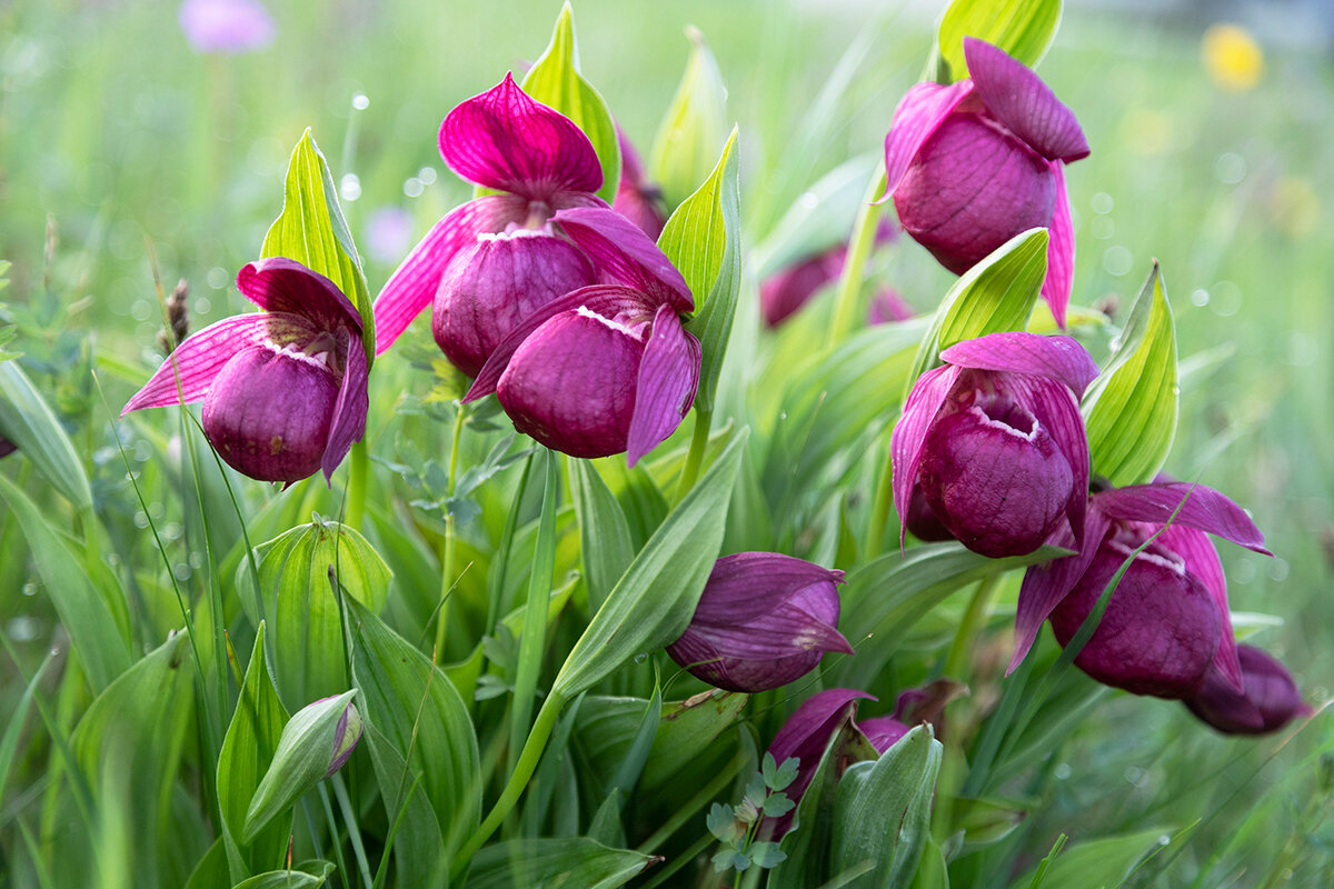 Венерин башмачок настоящий (Cypripedium calceolus)