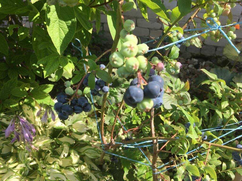 Голубика цветет и плодоносит на прошлогоднем приросте побегов.