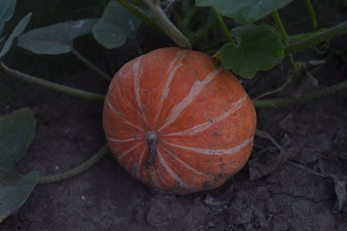 сорт тыквы "Ольга"