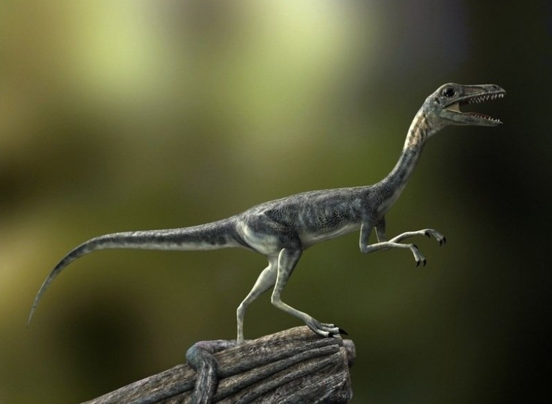 Компсогнат: Крохотный динозавр размером с индейку был верховным хищником островов Европы. Как такое возможно?5
