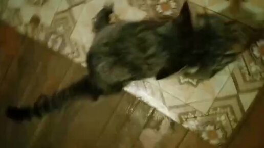 Приют добрые руки котельнич