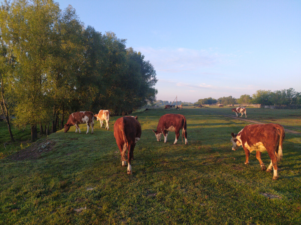 Коровки пастись уходят.