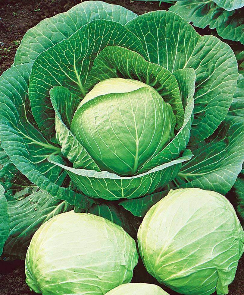 Капуста Белокочанная "Лебёдушка"