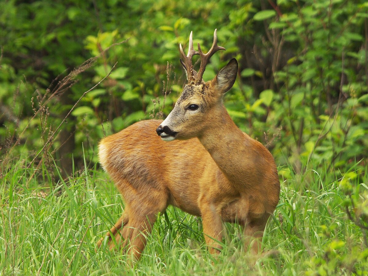 Фото взято из интернета.