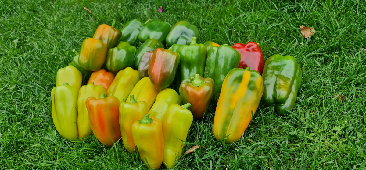 Урожай снимаю частями, ещё очень много висит на кустах