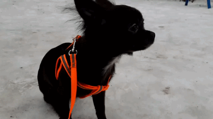 То самое желе и мандраже. 